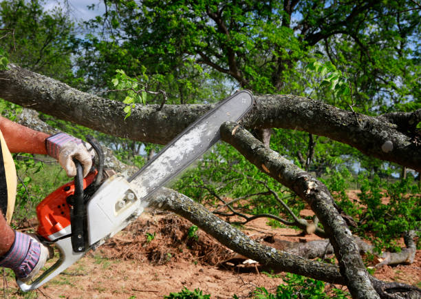 How Our Tree Care Process Works  in  Ives Estates, FL