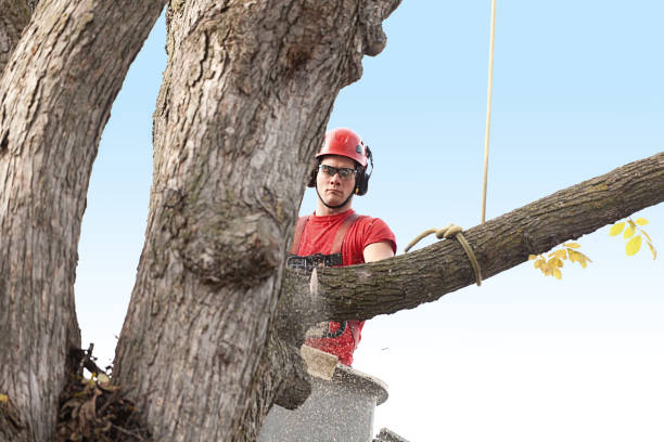 Best Fruit Tree Pruning  in Ives Estates, FL